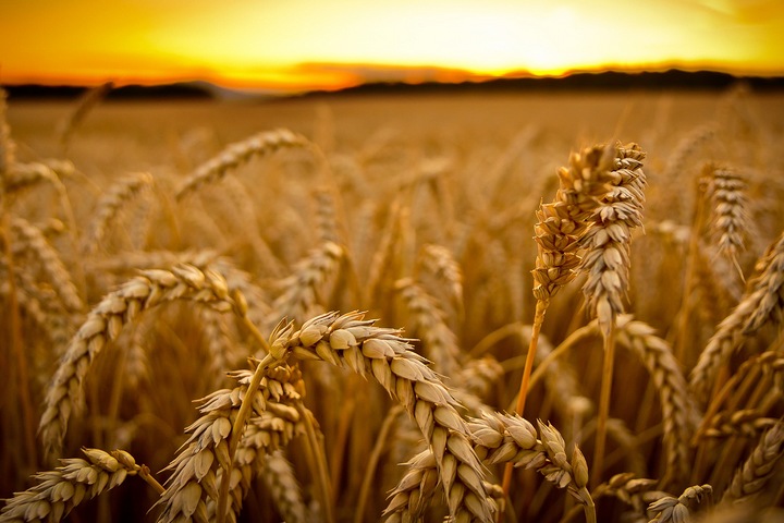 Wheat-Farm-202202-004